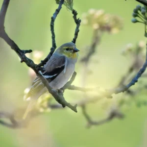American Goldfinch in Spring Blossoms