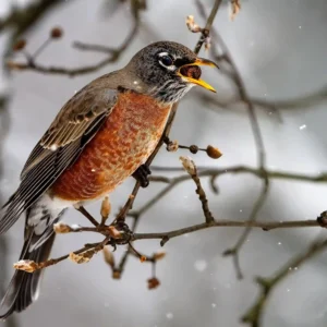 American Robin in Snow with Berry