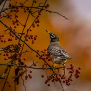 Autumn’s Song – American Robin with Berries