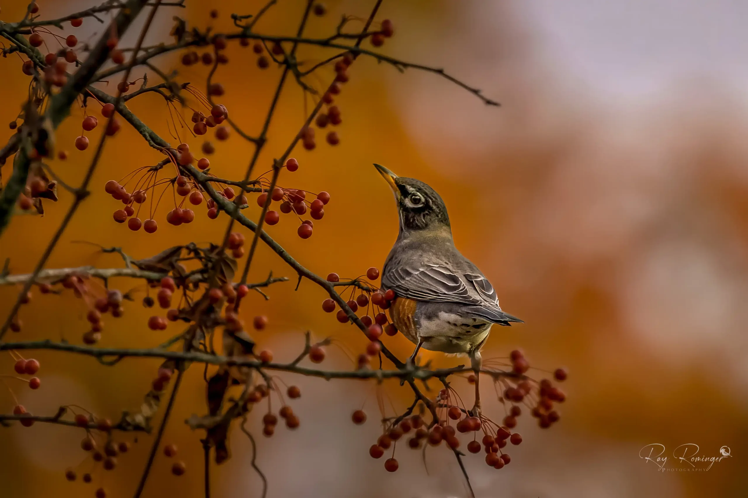 Autumn’s Song – American Robin with Berries