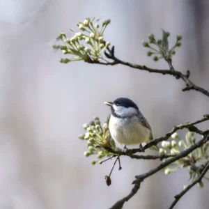 Black-Capped Chickadee on Budding Branch