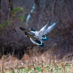 Canada Geese in Flight