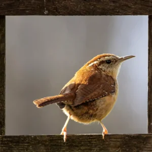 Carolina Wren Framed in Rustic Fence
