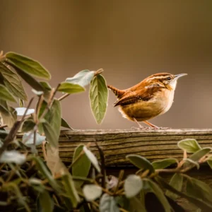 Carolina Wren on Garden Rail