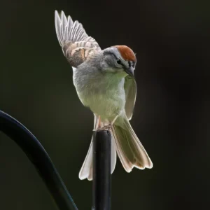 Chipping Sparrow Stretching Wings