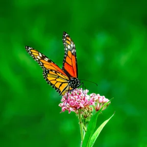 Dance of the Monarch