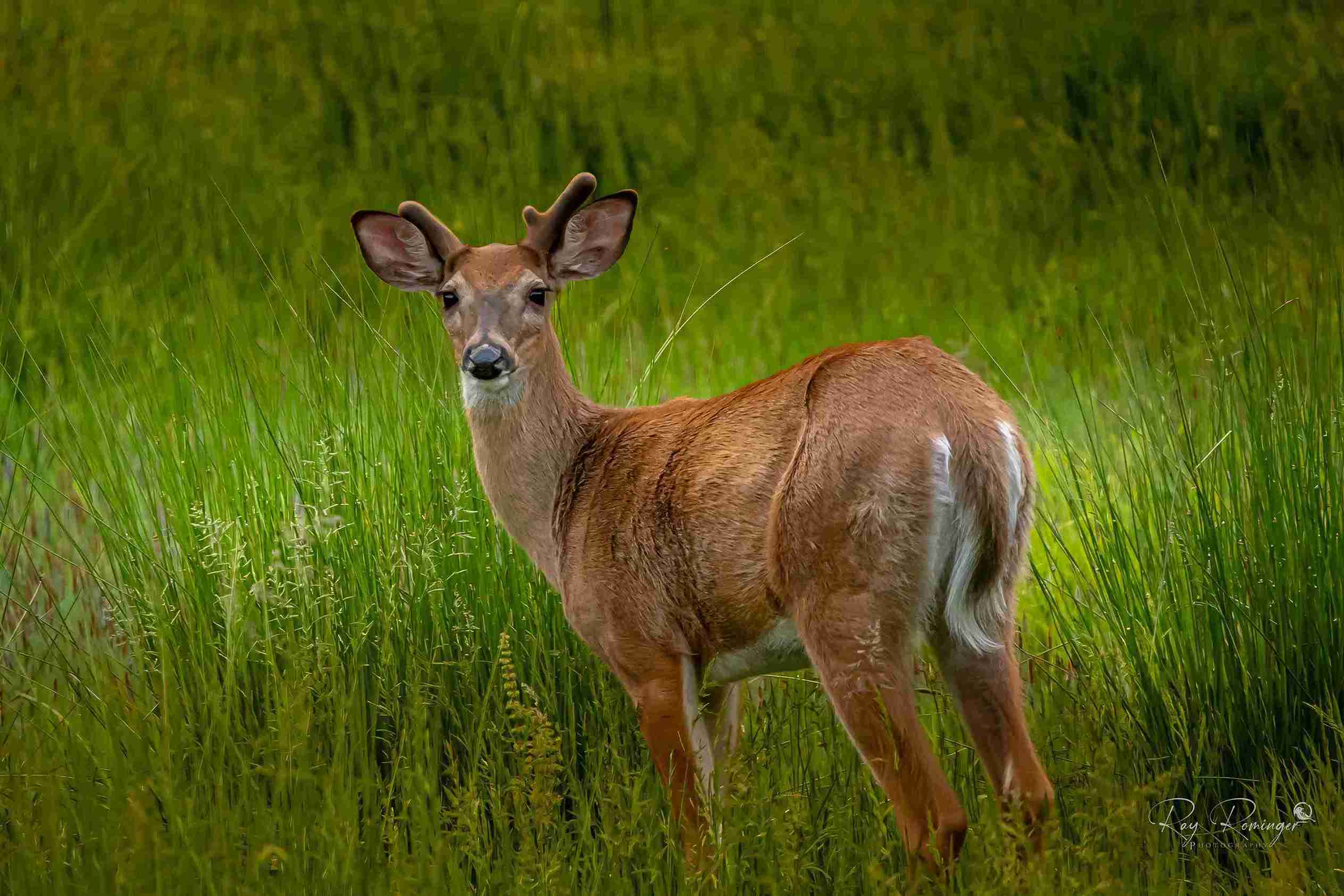 Deer in the Meadow