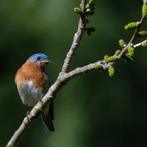 Eastern Bluebird on Budding Branch