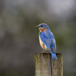 Eastern Bluebird on Fence Post