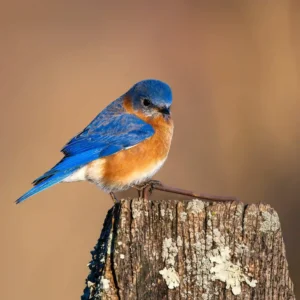 Eastern Bluebird on Fence Post