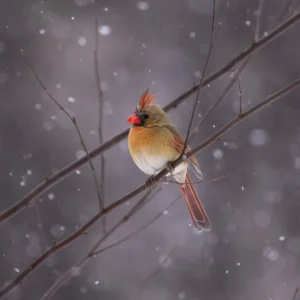 Female Cardinal in Winter Snow