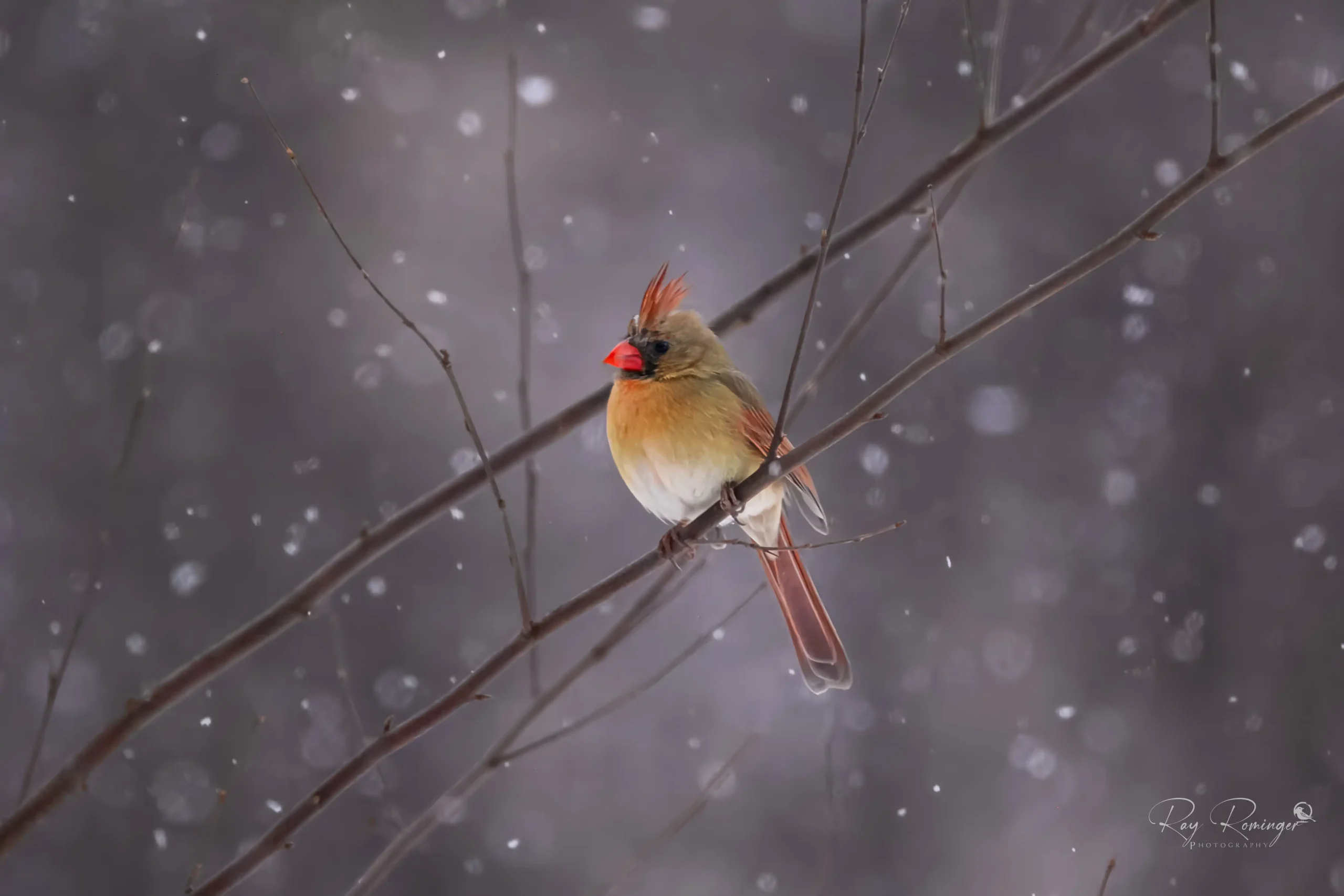Female Cardinal in Winter Snow