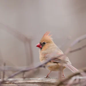 Female Cardinal on Fence