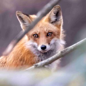 Fox Through the Branches