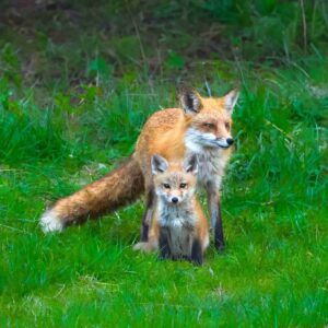 Generations – Mother and Kit Red Fox