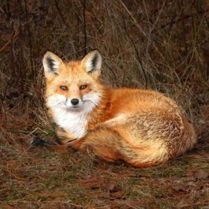 Golden Watcher – Autumn Red Fox Portrait