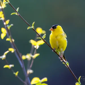 Goldfinch in Spring Light