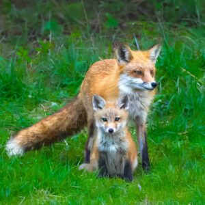 Guardianship – Mother and Kit Portrait