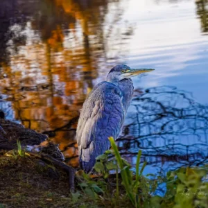 Heron at Water’s Edge