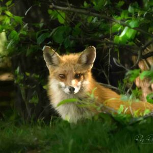 Hidden Watcher - The Fox