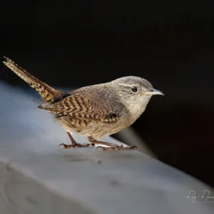House Wren on Fence Rail