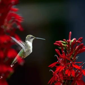 Hummingbird Among Red Blooms