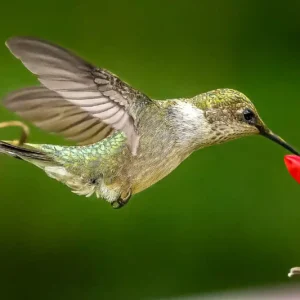 Hummingbird at Scarlet Flower