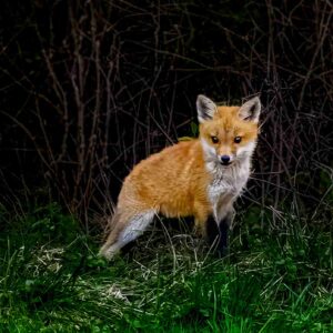 Into the Shadows – Young Fox by the Brush