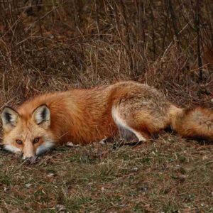 Low and Ready – Hunting Red Fox