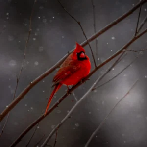 Male Northern Cardinal in Snowfall