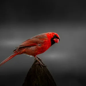 Male Northern Cardinal on Dark Background