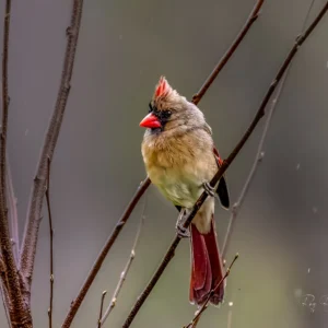 Northern Cardinal in Rain