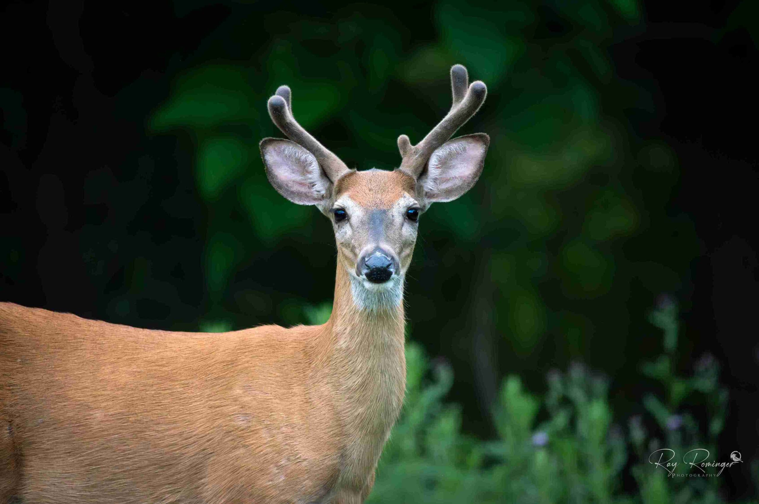 Portrait of a Velvet Buck