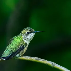 Ruby-Throated Hummingbird on Branch