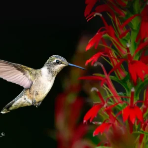 Ruby-Throated Hummingbird with Red Cardinal Flowers