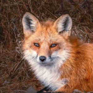 Rust and Snow – Winter Fox Close-Up