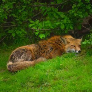 Sleeping Beauty (Fox at Rest)