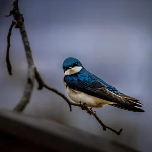 Tree Swallow on Branch