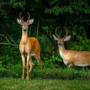 Two Bucks at the Forest Edge