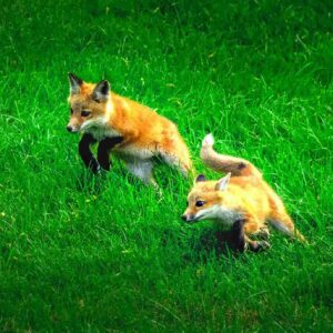Wild Play – Fox Kits in Motion