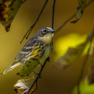 Yellow-Rumped Warbler in Golden Light