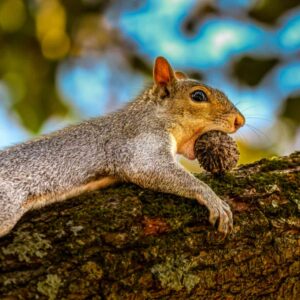 Autumn Harvest – Squirrel with Acorn in Tree