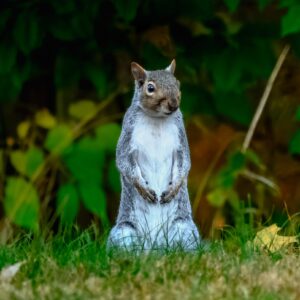 Curious Visitor – Squirrel in Autumn Leaves