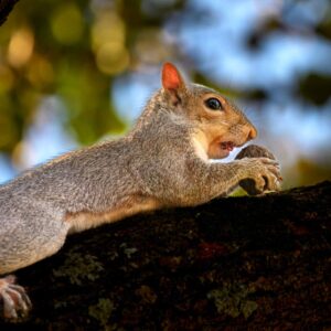 Forest Snack – Squirrel Enjoying Its Acorn