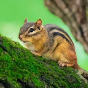 Mossy Retreat – Chipmunk in the Forest
