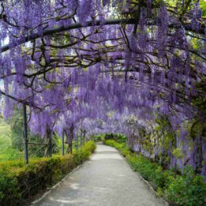 Pathway of Wisteria Blossoms