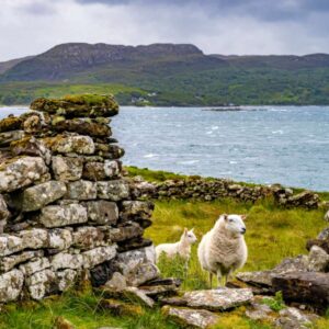 Shepherds of the Ruins – Scottish Highlands Landscape with Sheep