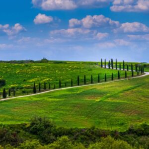 Tuscan Cypress Road