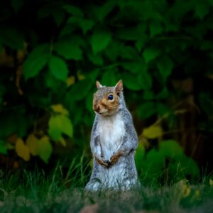 Woodland Guardian – Squirrel Standing Watch